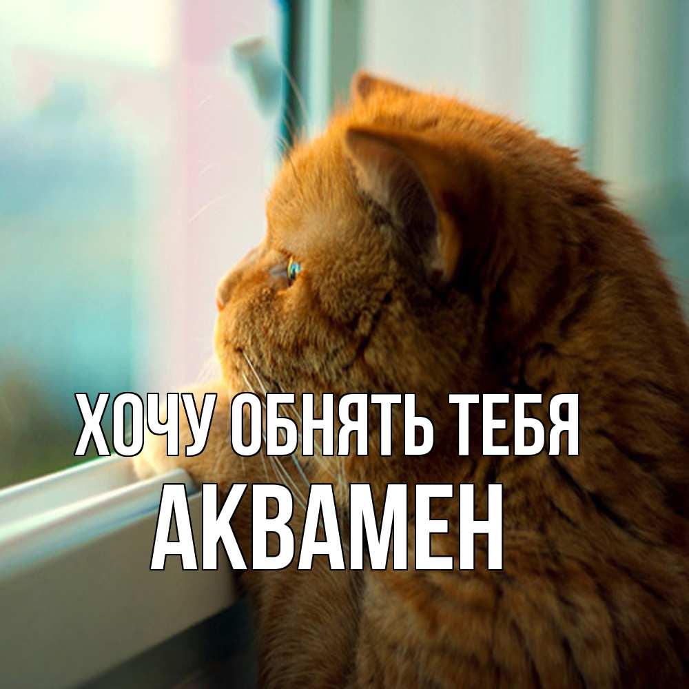 Открытка на каждый день с именем, Аквамен Хочу обнять тебя большой огромный рыжий котяра Прикольная открытка с пожеланием онлайн скачать бесплатно 