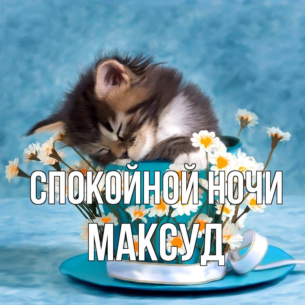 Открытка на каждый день с именем, Максуд Спокойной ночи котенок спит в кружке с блюдцем Прикольная открытка с пожеланием онлайн скачать бесплатно 