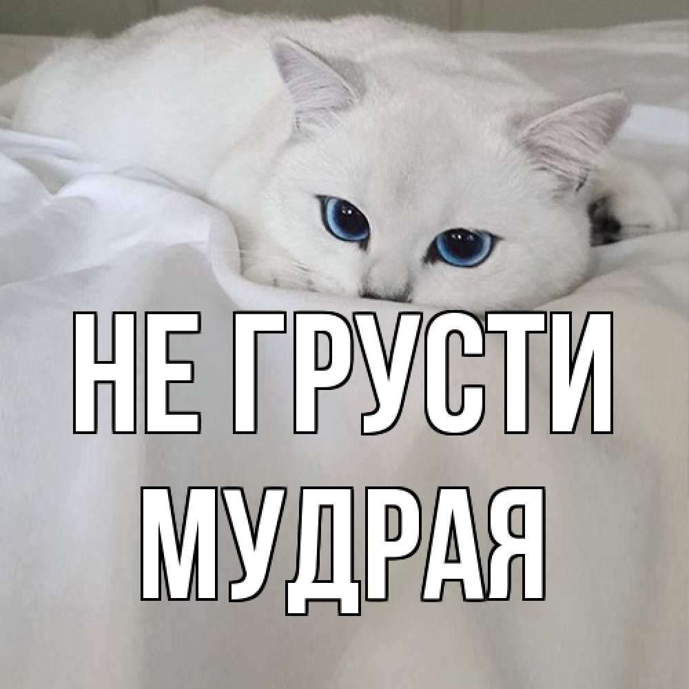 Открытка на каждый день с именем, Мудpая Не грусти белый кот с голубыми глазами на белоснежной кровати Прикольная открытка с пожеланием онлайн скачать бесплатно 