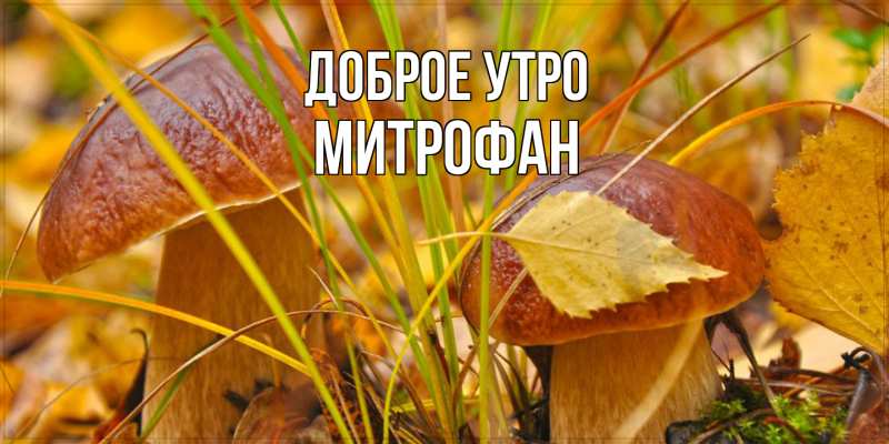 Картинка Доброе утро, Митрофан