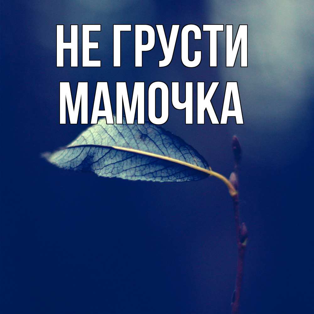 Открытка на каждый день с именем, Мамочка Не грусти растение Прикольная открытка с пожеланием онлайн скачать бесплатно 