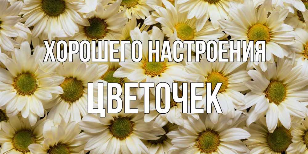 Открытка на каждый день с именем, Цветочек Хорошего настроения крупные ромашки Прикольная открытка с пожеланием онлайн скачать бесплатно 