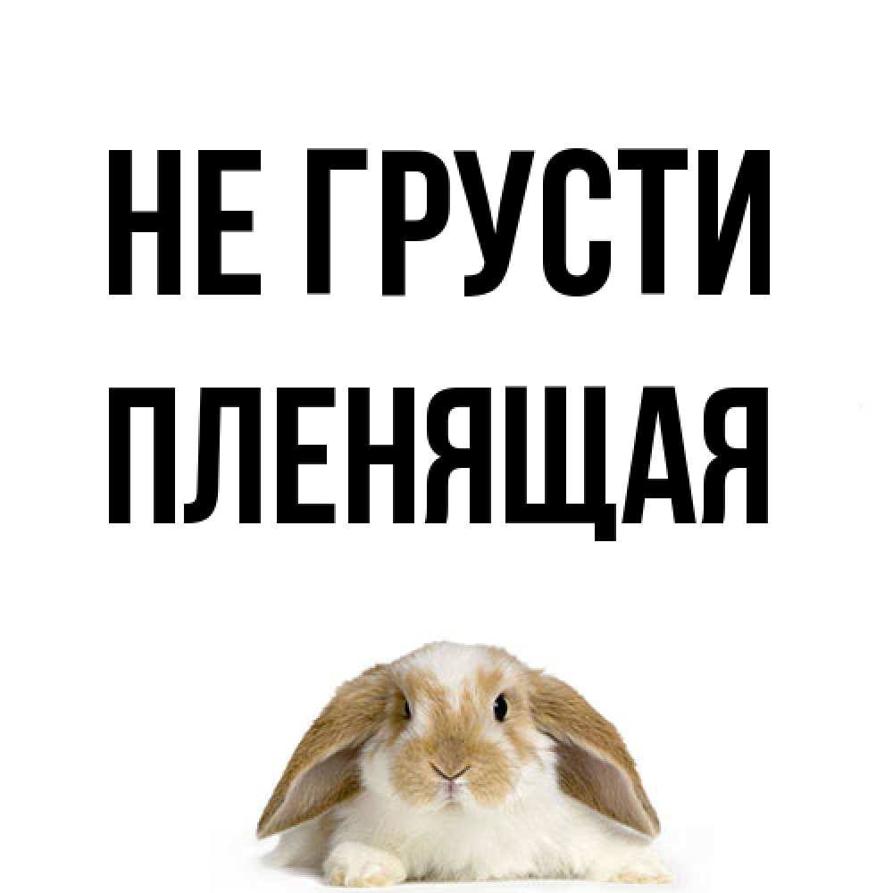 Открытка на каждый день с именем, пленящая Не грусти коричнево белый заяц с большими ушками Прикольная открытка с пожеланием онлайн скачать бесплатно 