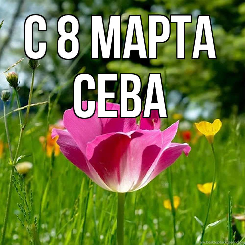 Открытка на каждый день с именем, Сева C 8 МАРТА полевые цветы Прикольная открытка с пожеланием онлайн скачать бесплатно 