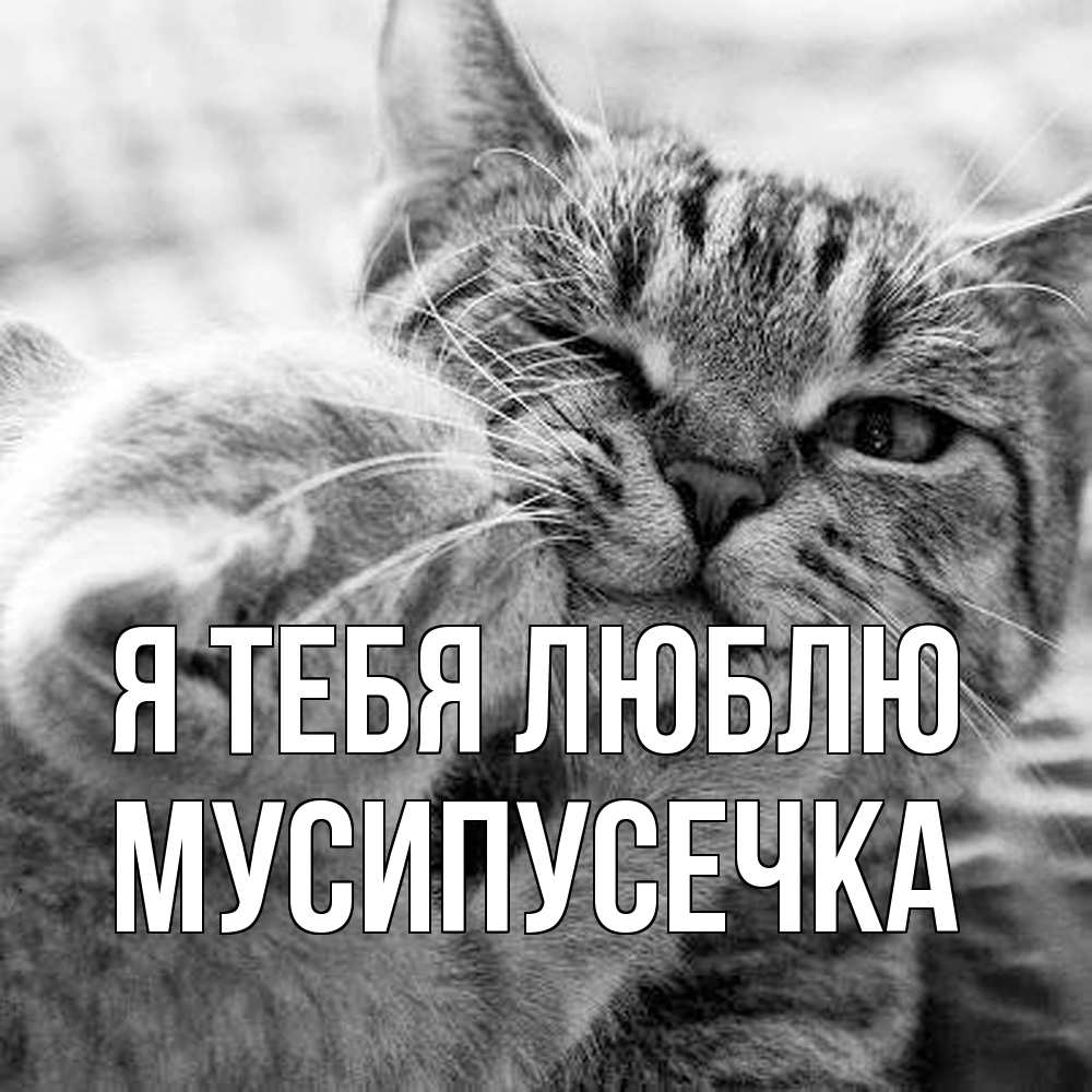 Открытка на каждый день с именем, Мусипусечка Я тебя люблю коты Прикольная открытка с пожеланием онлайн скачать бесплатно 