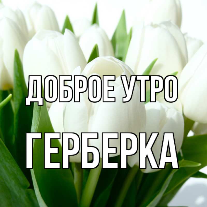 Картинка Доброе утро, Герберка