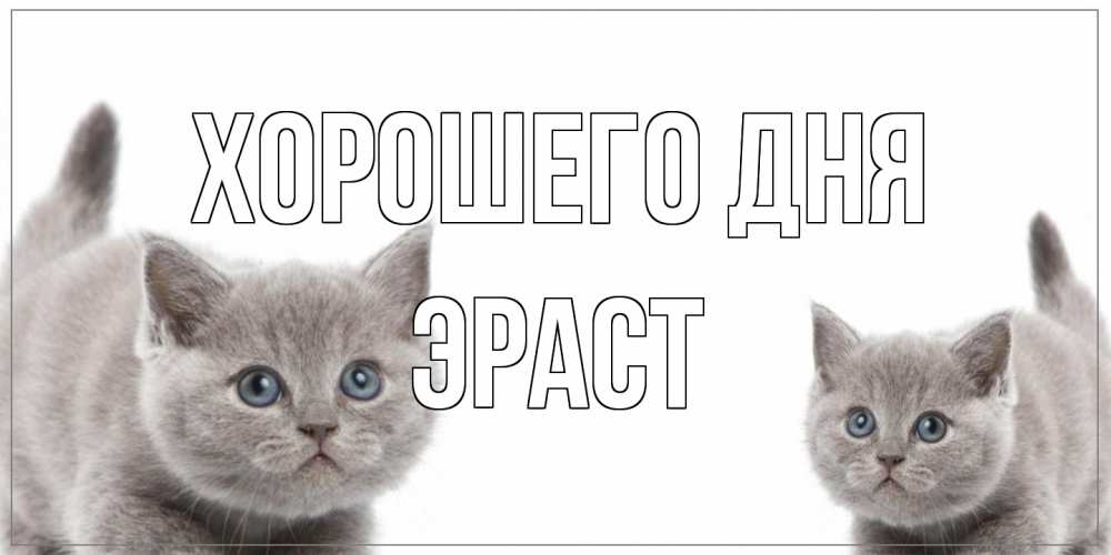 Открытка на каждый день с именем, Эраст Хорошего дня открытка с котами Прикольная открытка с пожеланием онлайн скачать бесплатно 