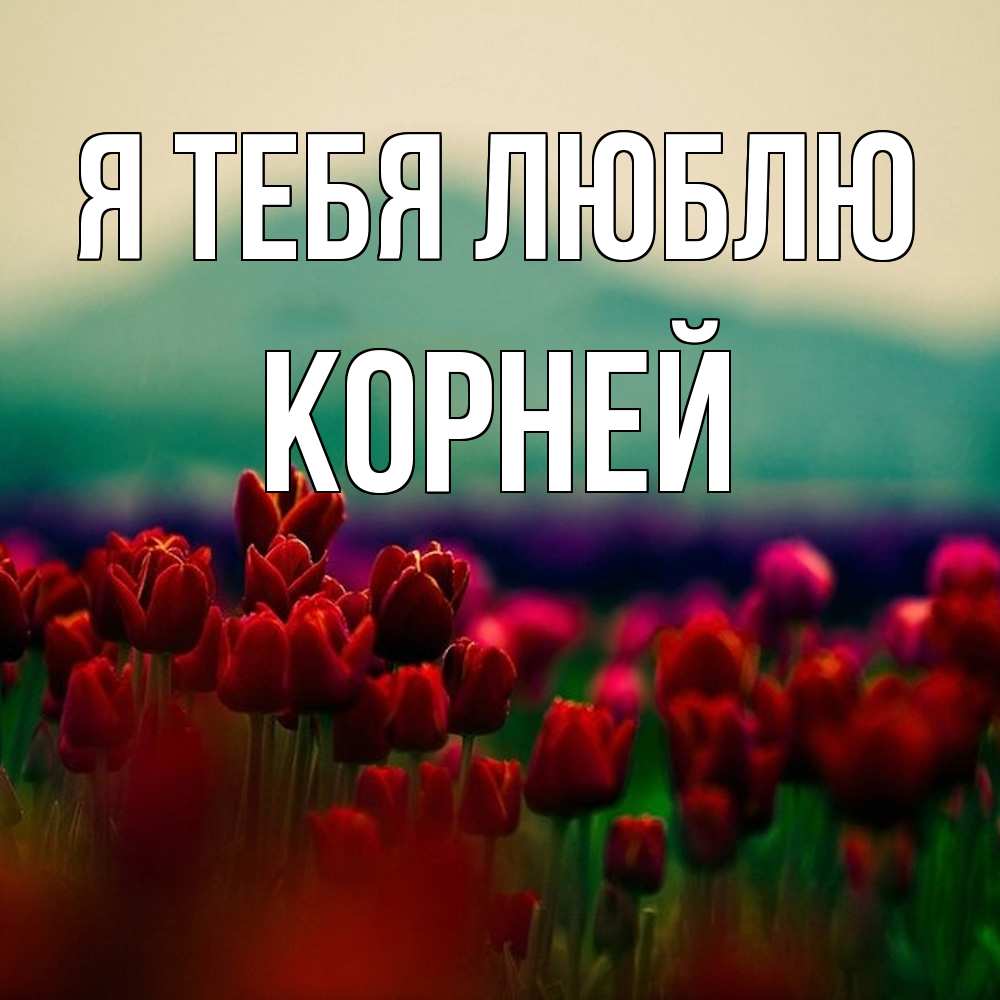 Открытка на каждый день с именем, Корней Я тебя люблю тюльпаны 4 Прикольная открытка с пожеланием онлайн скачать бесплатно 