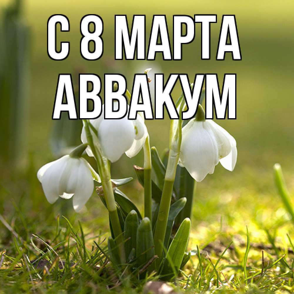 Открытка на каждый день с именем, Аввакум C 8 МАРТА ранние цветы 2 Прикольная открытка с пожеланием онлайн скачать бесплатно 