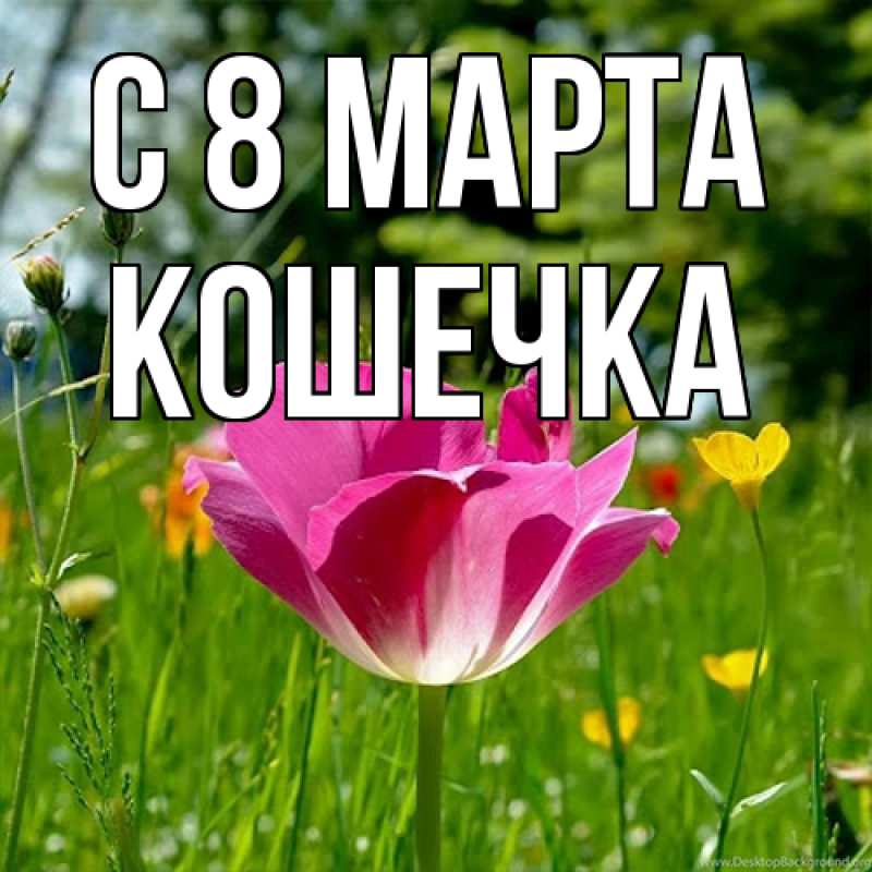 Картинка C 8 МАРТА, кошечка