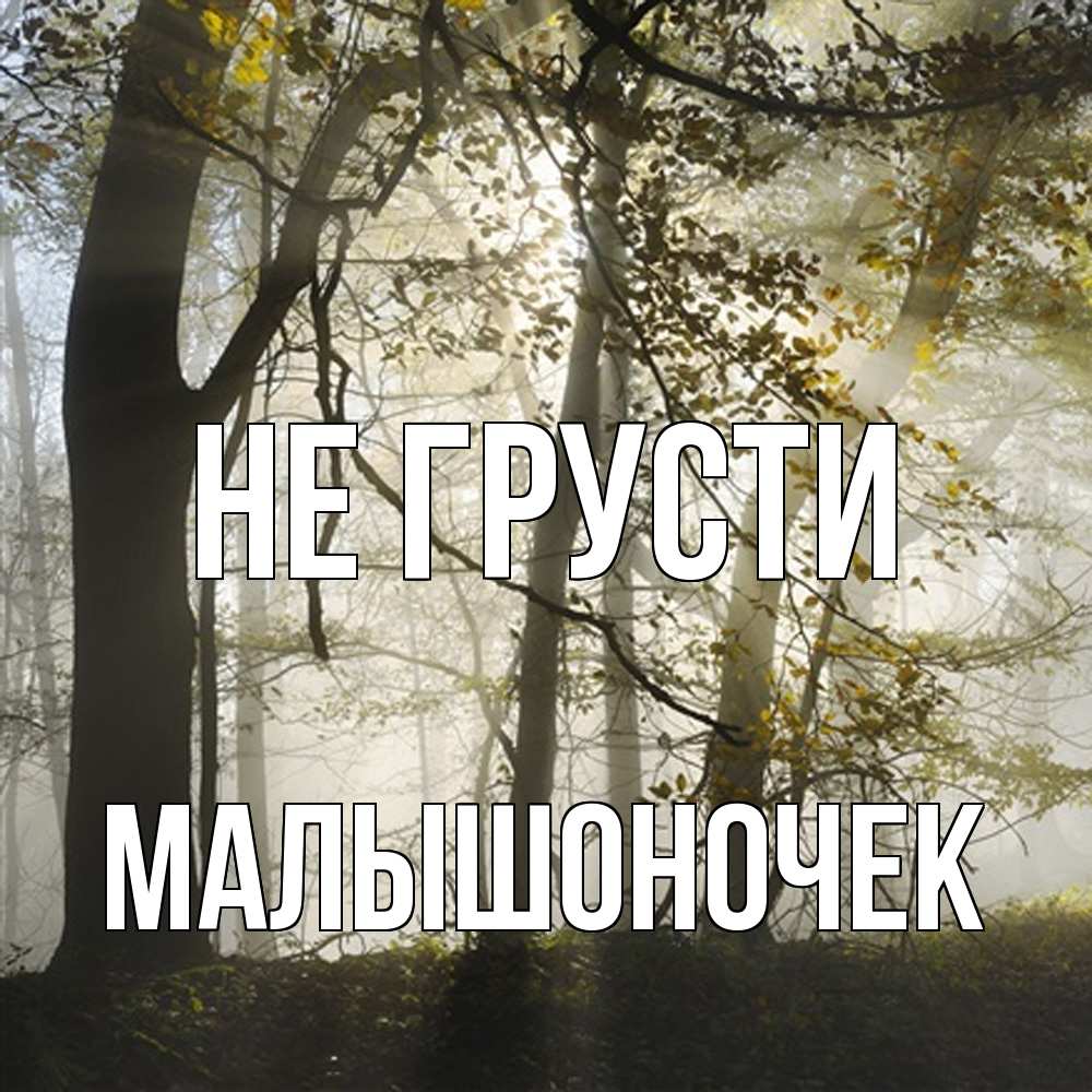 Открытка на каждый день с именем, Малышоночек Не грусти лес и свет Прикольная открытка с пожеланием онлайн скачать бесплатно 