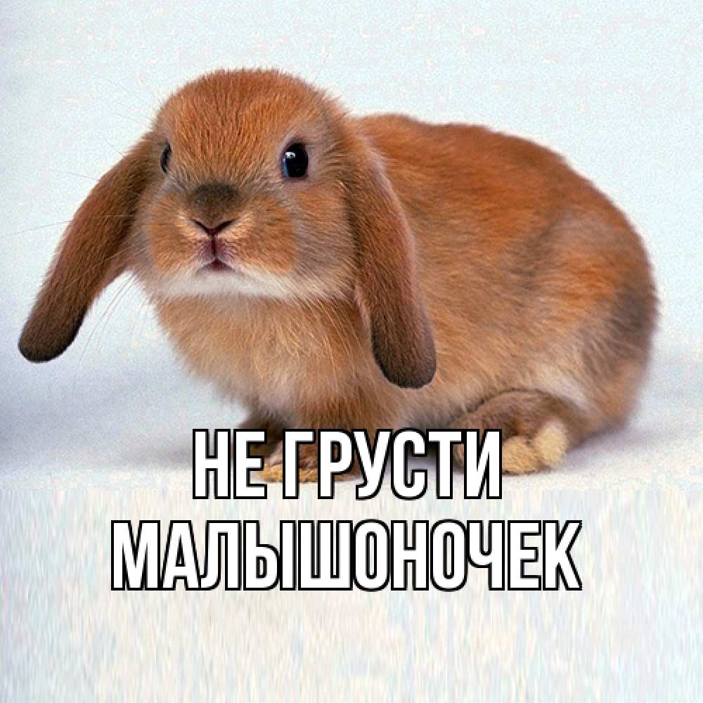 Открытка на каждый день с именем, Малышоночек Не грусти рыжий зая Прикольная открытка с пожеланием онлайн скачать бесплатно 