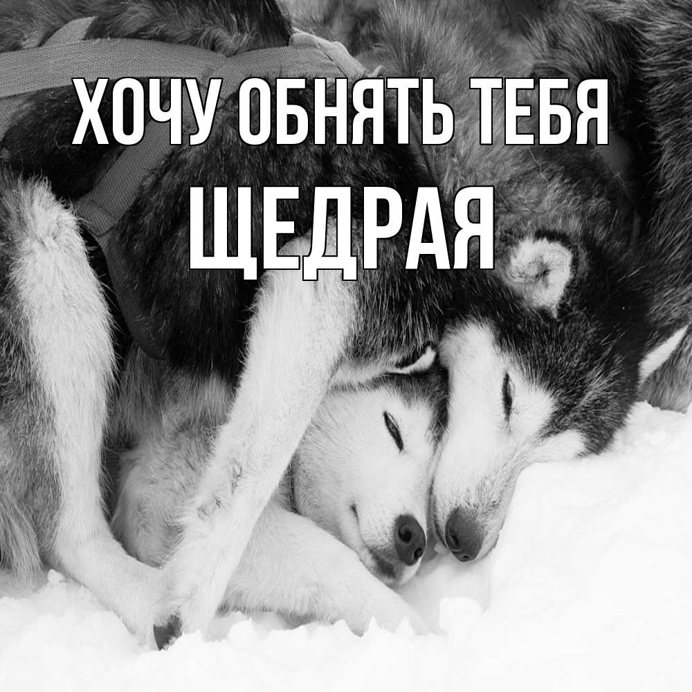 Открытка на каждый день с именем, Щедpая Хочу обнять тебя собачки в упряжке Прикольная открытка с пожеланием онлайн скачать бесплатно 