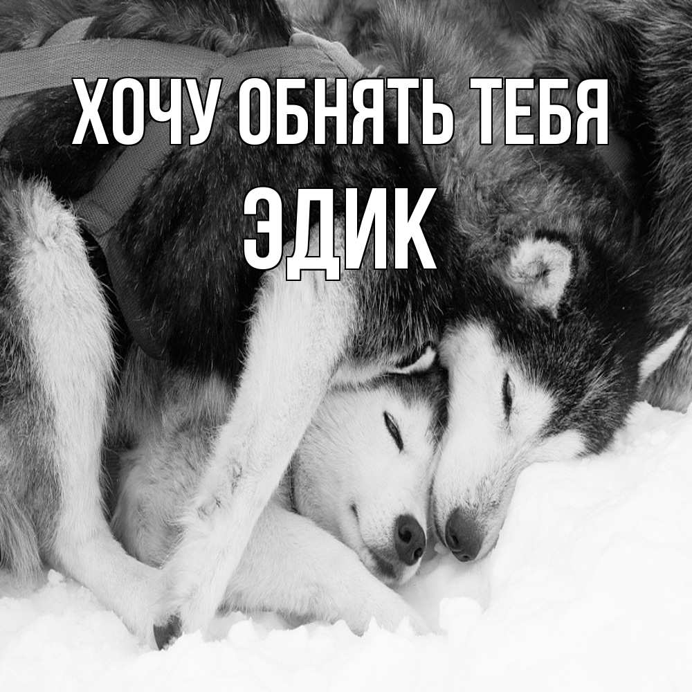 Открытка на каждый день с именем, Эдик Хочу обнять тебя собачки в упряжке Прикольная открытка с пожеланием онлайн скачать бесплатно 