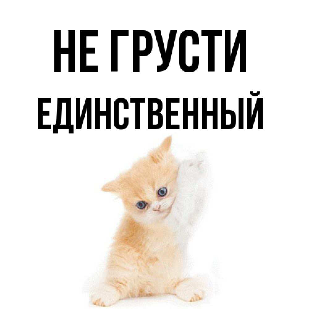 Открытка на каждый день с именем, Единственный Не грусти просящий кот Прикольная открытка с пожеланием онлайн скачать бесплатно 