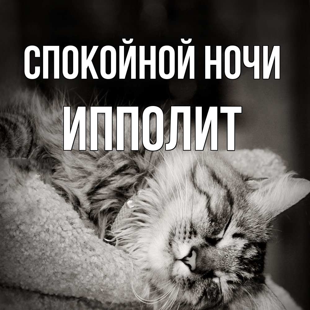 Открытка на каждый день с именем, Ипполит Спокойной ночи котярик пушистый Прикольная открытка с пожеланием онлайн скачать бесплатно 