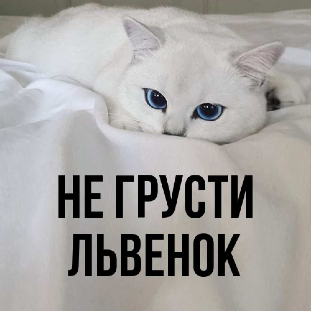 Открытка на каждый день с именем, Львенок Не грусти Голубоглазая кошка Прикольная открытка с пожеланием онлайн скачать бесплатно 