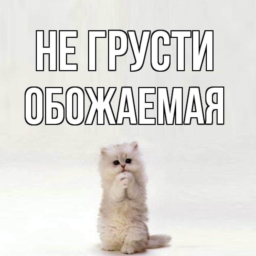 Открытка на каждый день с именем, обожаемая Не грусти грустный кот Прикольная открытка с пожеланием онлайн скачать бесплатно 