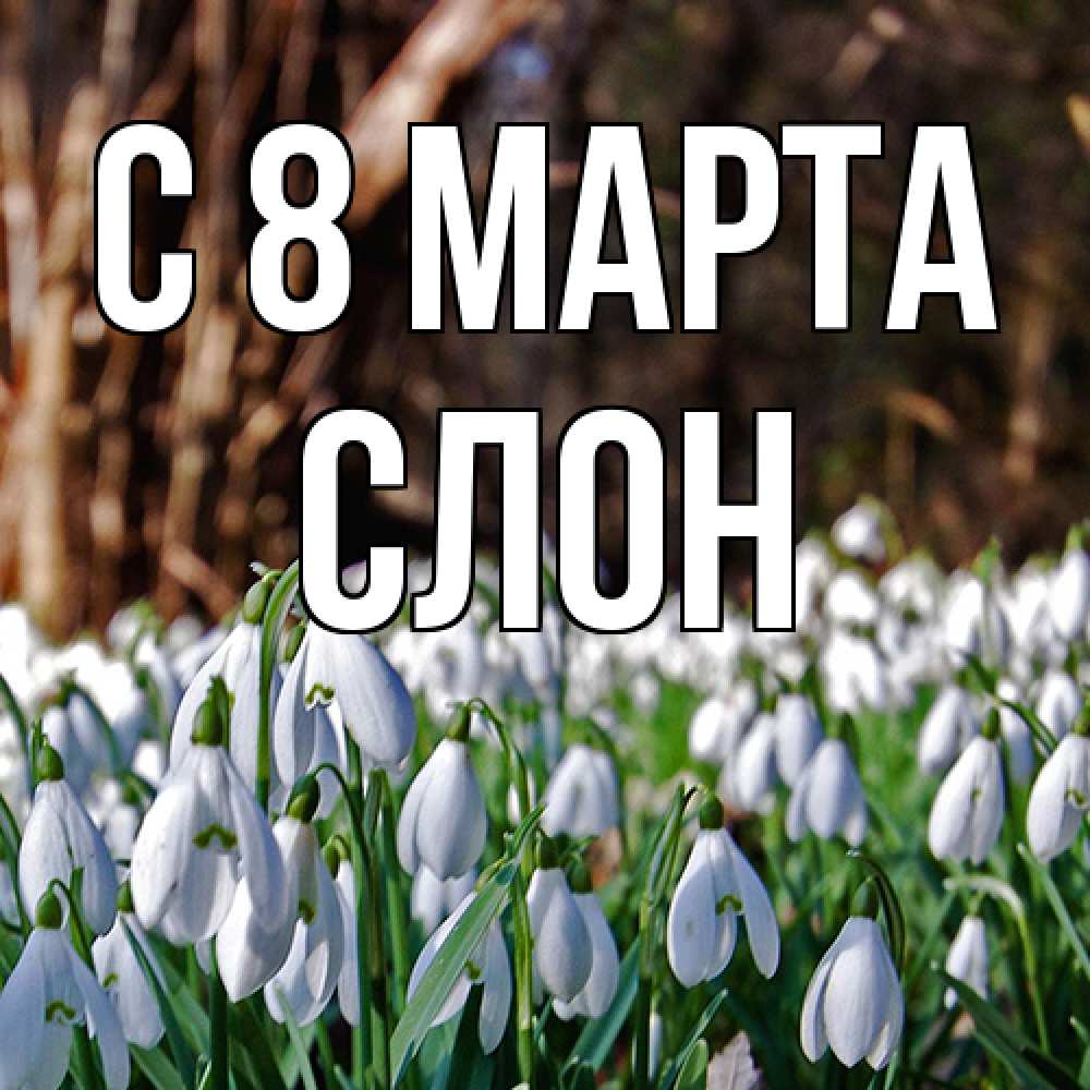 Открытка на каждый день с именем, Слон C 8 МАРТА с подснежниками 1 Прикольная открытка с пожеланием онлайн скачать бесплатно 