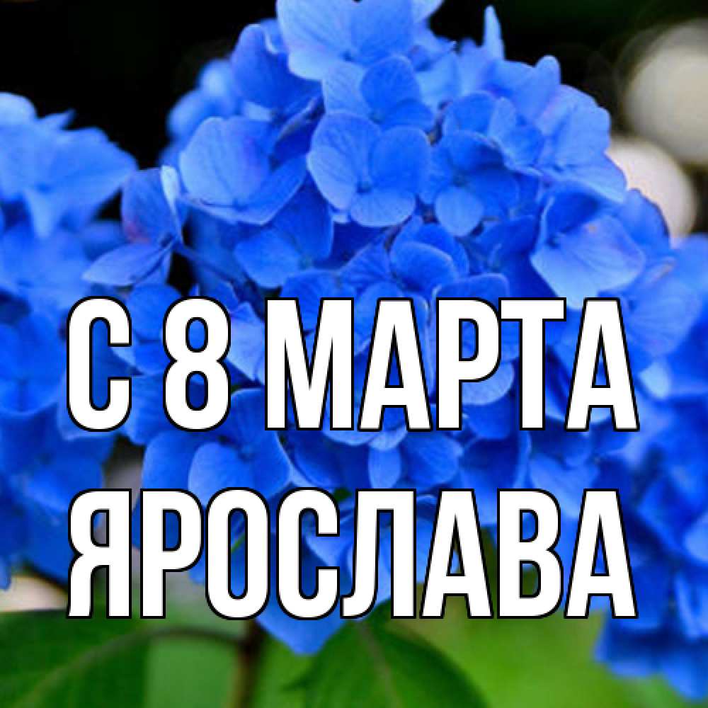 Открытка на каждый день с именем, Ярослава C 8 МАРТА синие цветы Прикольная открытка с пожеланием онлайн скачать бесплатно 