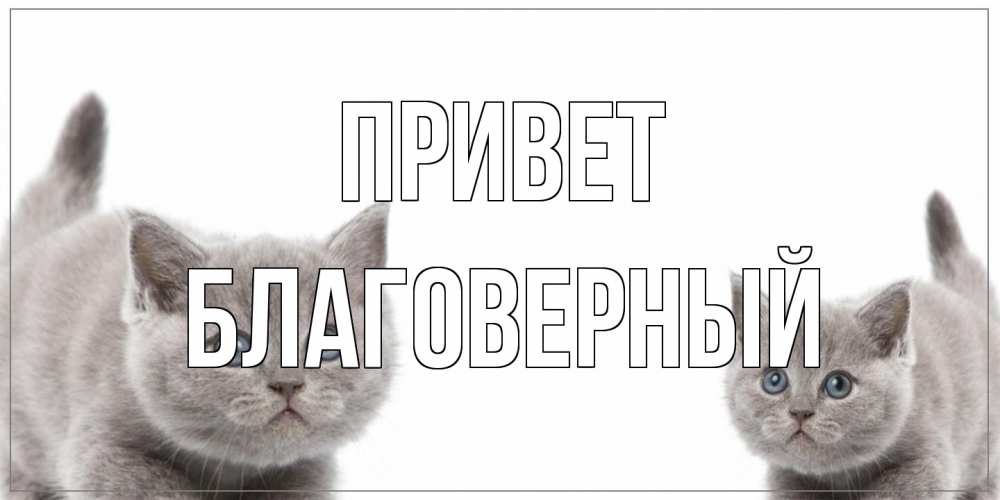 Открытка на каждый день с именем, Благоверный Привет коты Прикольная открытка с пожеланием онлайн скачать бесплатно 