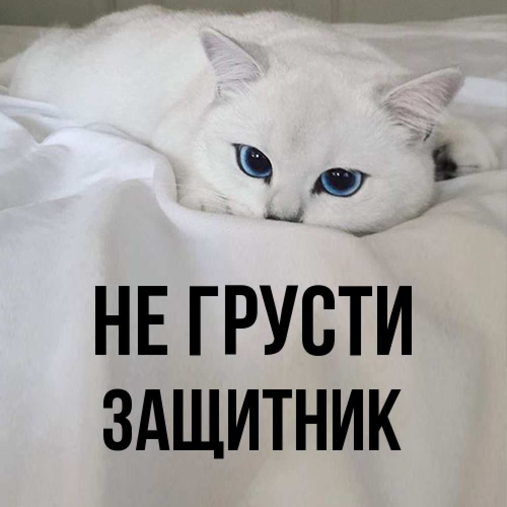 Открытка на каждый день с именем, Защитник Не грусти Голубоглазая кошка Прикольная открытка с пожеланием онлайн скачать бесплатно 