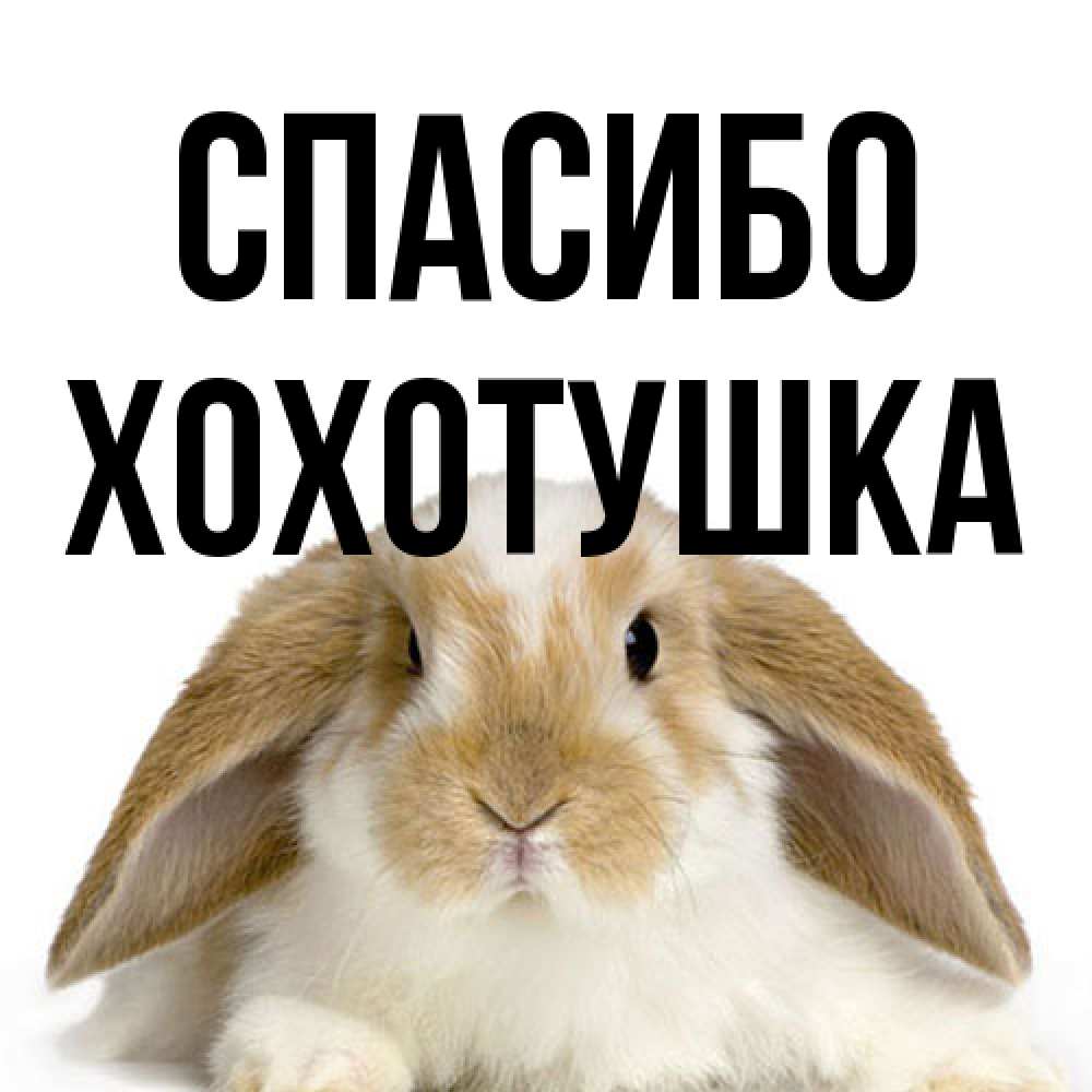 Открытка на каждый день с именем, Хохотушка Спасибо коричнево белый заяц Прикольная открытка с пожеланием онлайн скачать бесплатно 