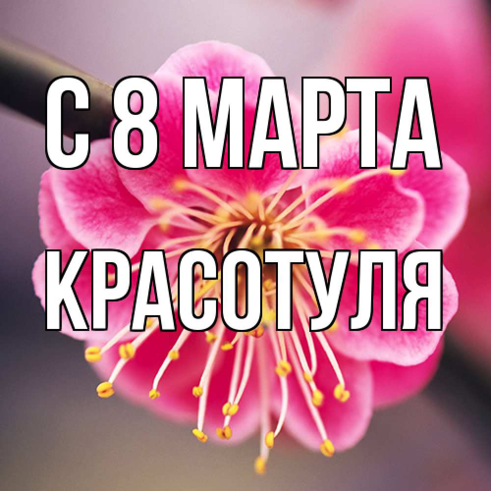 Открытка на каждый день с именем, Красотуля C 8 МАРТА цветы Прикольная открытка с пожеланием онлайн скачать бесплатно 