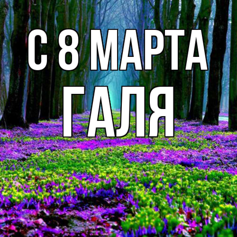 Открытка на каждый день с именем, Галя C 8 МАРТА фиолетовые цветы в лесу 1 Прикольная открытка с пожеланием онлайн скачать бесплатно 
