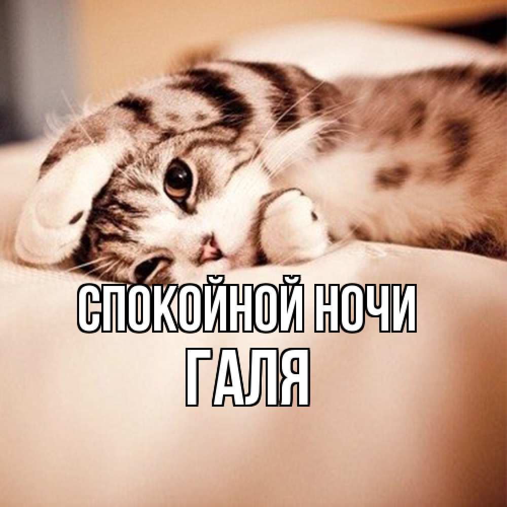 Открытка на каждый день с именем, Галя Спокойной ночи сладких снов с животными Прикольная открытка с пожеланием онлайн скачать бесплатно 