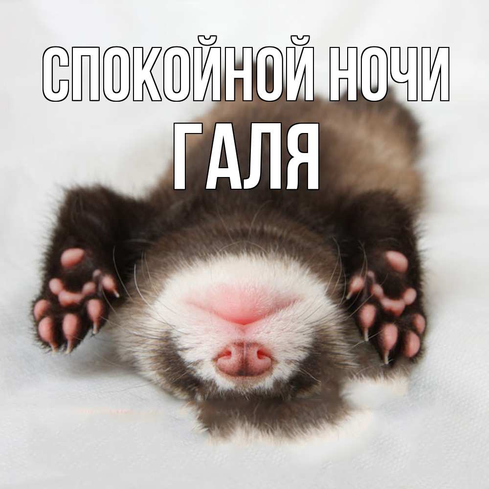 Открытка на каждый день с именем, Галя Спокойной ночи зверек Прикольная открытка с пожеланием онлайн скачать бесплатно 