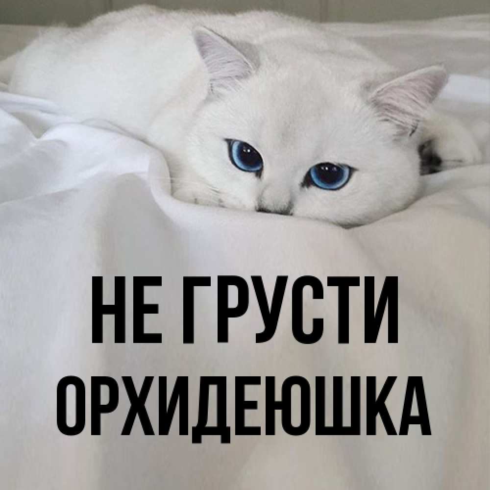 Открытка на каждый день с именем, Орхидеюшка Не грусти Голубоглазая кошка Прикольная открытка с пожеланием онлайн скачать бесплатно 