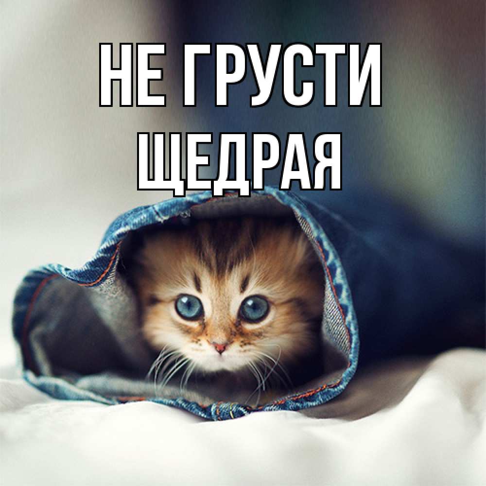 Открытка на каждый день с именем, Щедpая Не грусти кот в одежде Прикольная открытка с пожеланием онлайн скачать бесплатно 