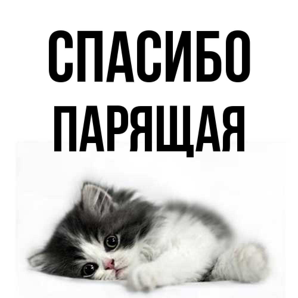 Открытка на каждый день с именем, Парящая Спасибо черный и белый кот Прикольная открытка с пожеланием онлайн скачать бесплатно 