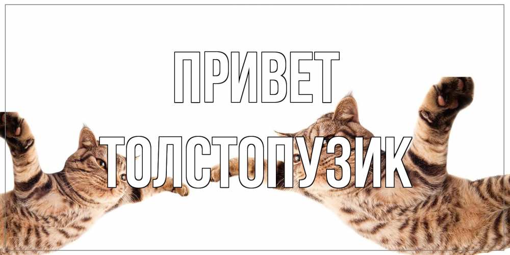 Открытка на каждый день с именем, Толстопузик Привет кот Прикольная открытка с пожеланием онлайн скачать бесплатно 