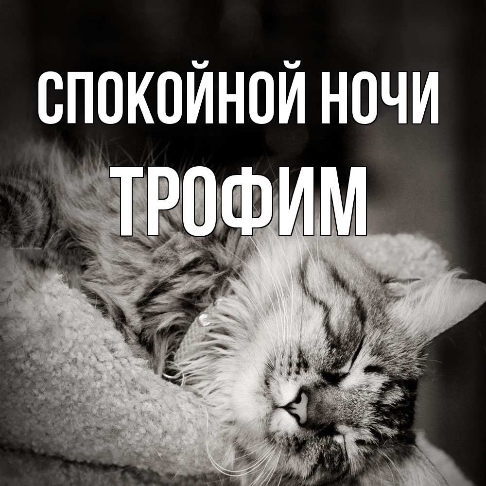 Открытка на каждый день с именем, Трофим Спокойной ночи котярик пушистый Прикольная открытка с пожеланием онлайн скачать бесплатно 