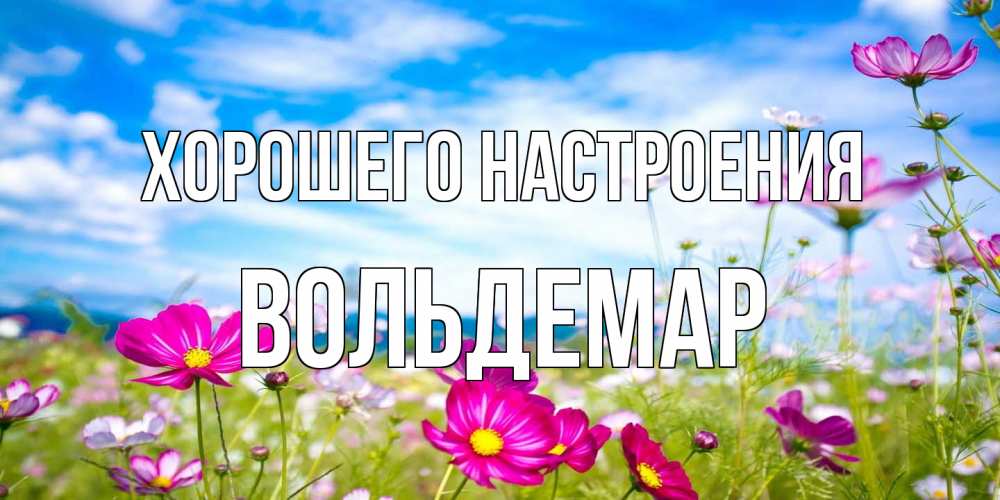 Открытка на каждый день с именем, Вольдемар Хорошего настроения поле цветов Прикольная открытка с пожеланием онлайн скачать бесплатно 