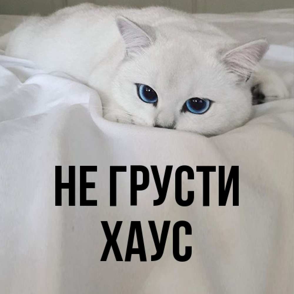 Открытка на каждый день с именем, Хаус Не грусти Голубоглазая кошка Прикольная открытка с пожеланием онлайн скачать бесплатно 