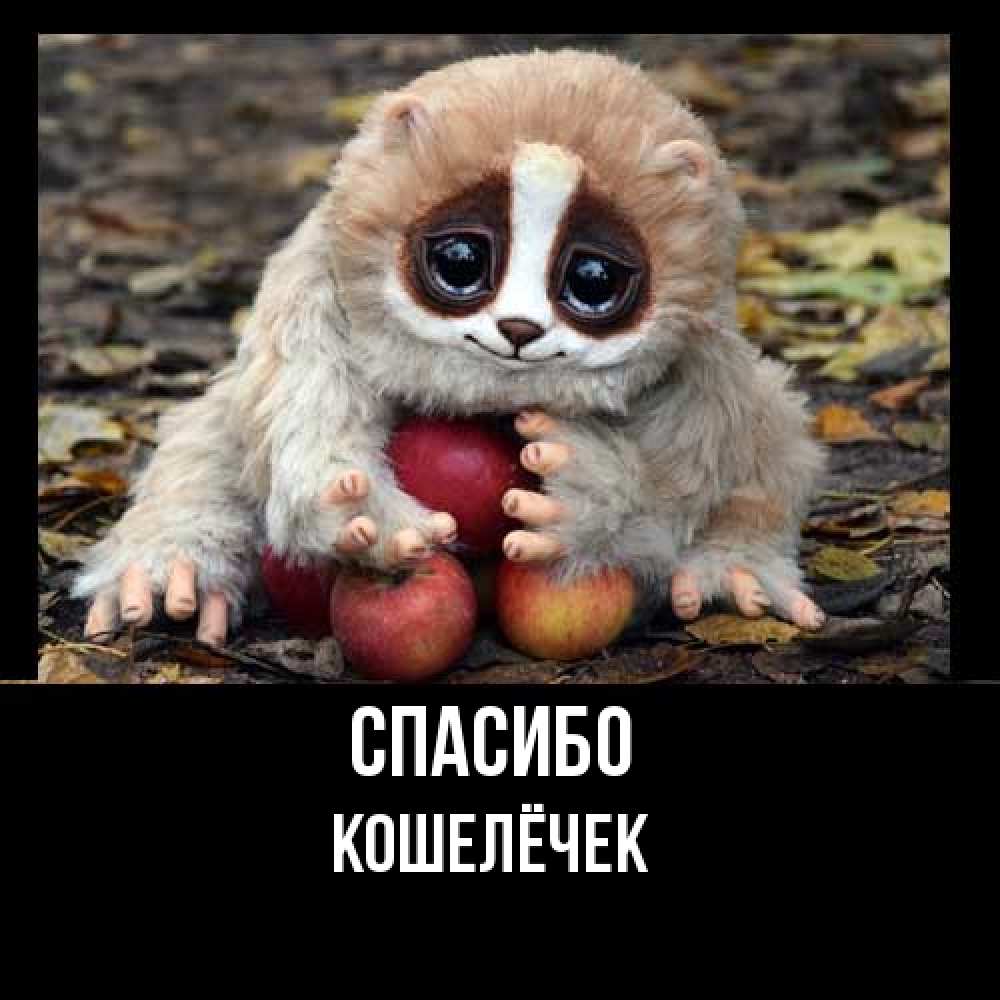 Открытка на каждый день с именем, кошелёчек Спасибо прикольное животное Прикольная открытка с пожеланием онлайн скачать бесплатно 