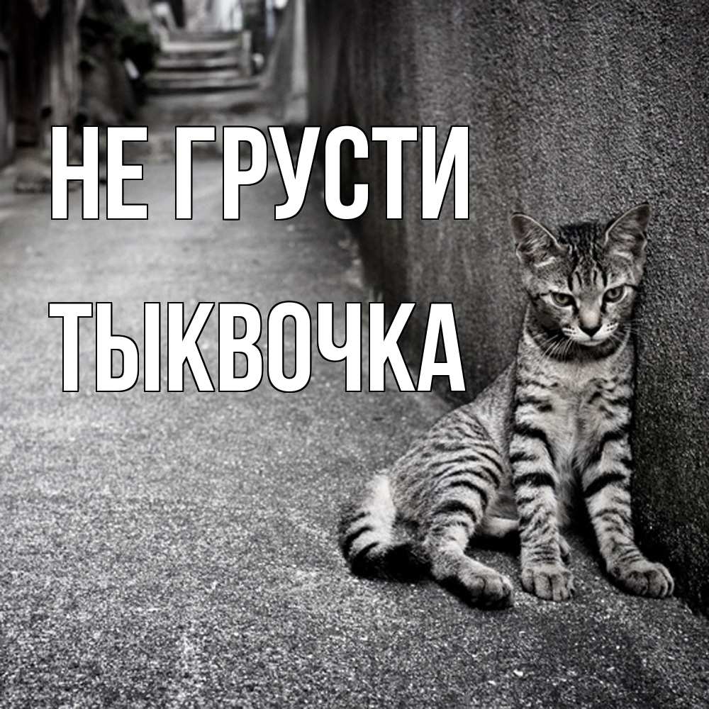 Открытка на каждый день с именем, тыквочка Не грусти скучающий котик Прикольная открытка с пожеланием онлайн скачать бесплатно 