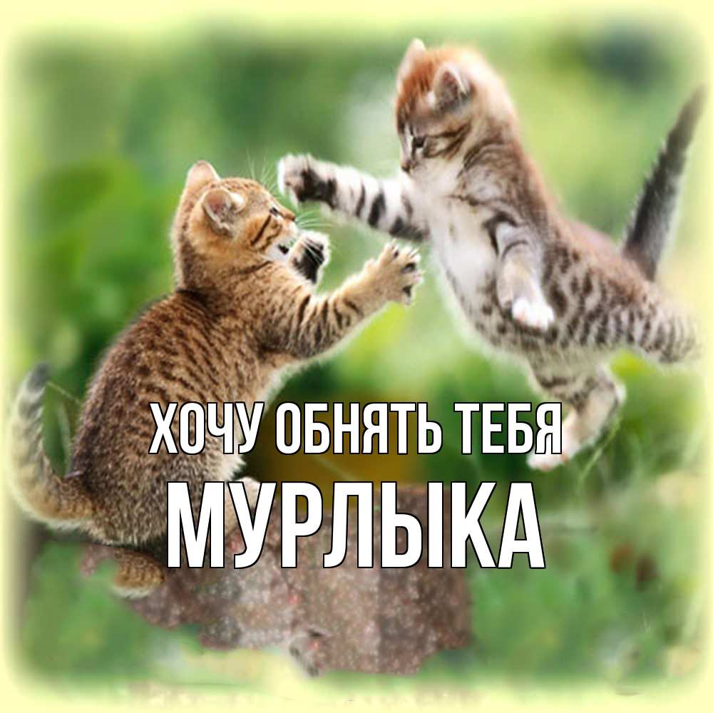 Открытка на каждый день с именем, мурлыка Хочу обнять тебя игры котят Прикольная открытка с пожеланием онлайн скачать бесплатно 