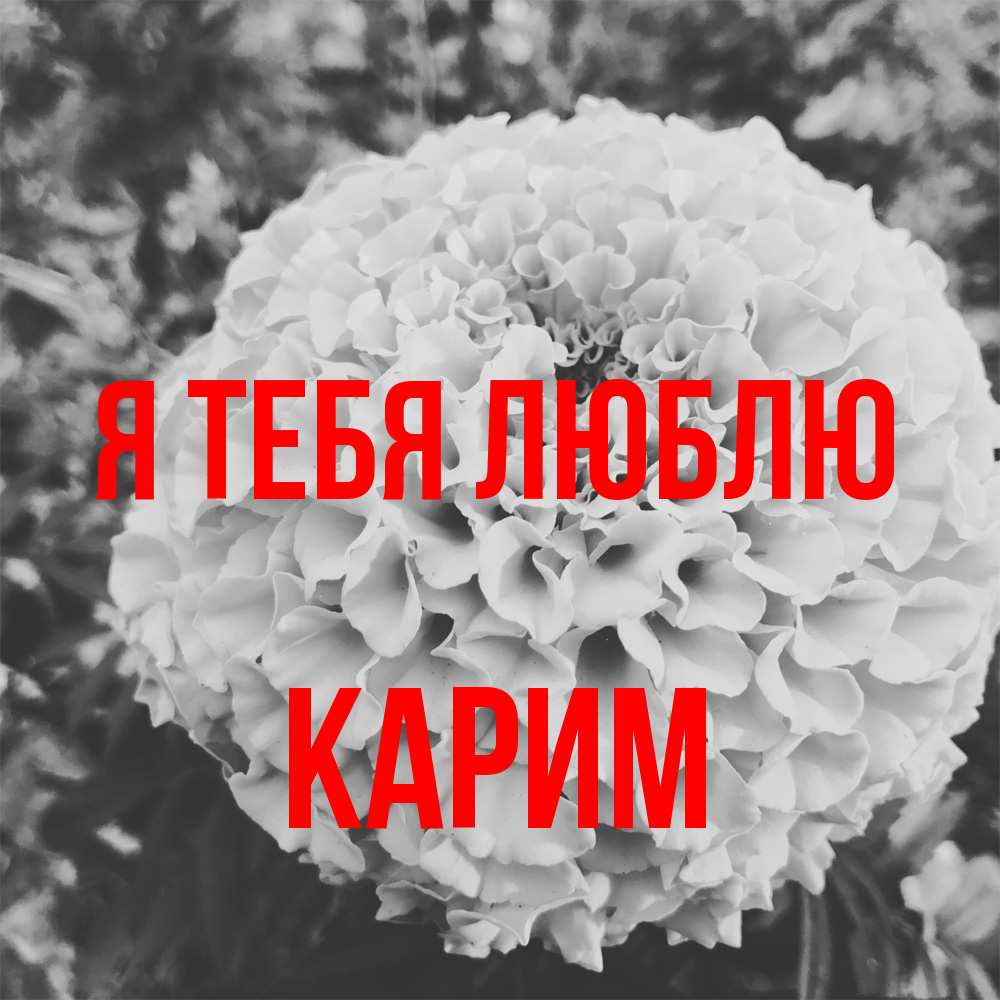 Открытка на каждый день с именем, Карим Я тебя люблю подпись Прикольная открытка с пожеланием онлайн скачать бесплатно 