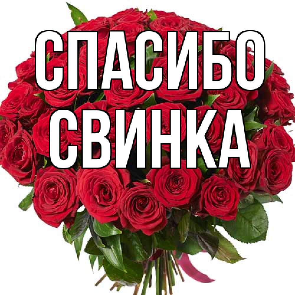 Открытка на каждый день с именем, Свинка Спасибо букет красных роз Прикольная открытка с пожеланием онлайн скачать бесплатно 