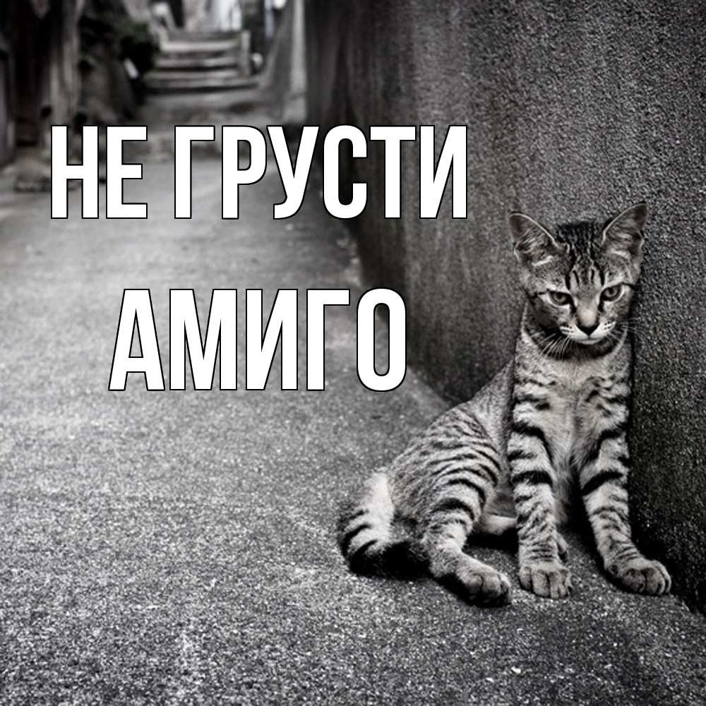 Открытка на каждый день с именем, Амиго Не грусти скучающий котик Прикольная открытка с пожеланием онлайн скачать бесплатно 