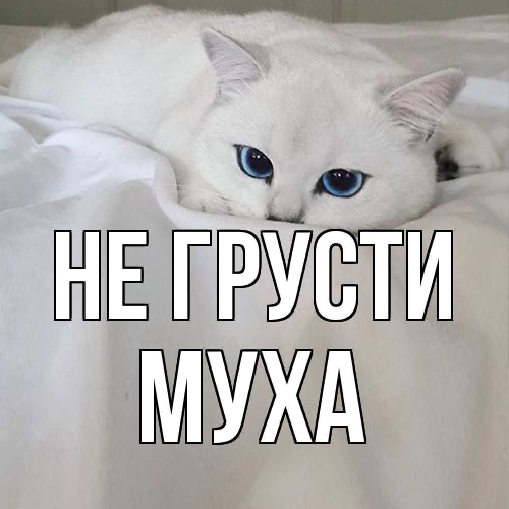 Открытка на каждый день с именем, Муха Не грусти белый кот с голубыми глазами на белоснежной кровати Прикольная открытка с пожеланием онлайн скачать бесплатно 