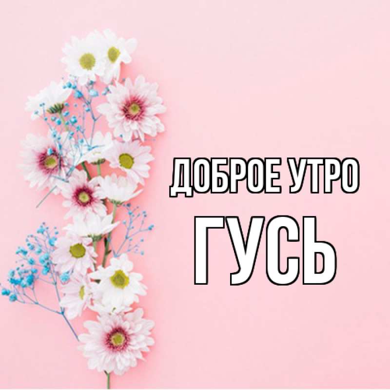 Картинка Доброе утро, Гусь