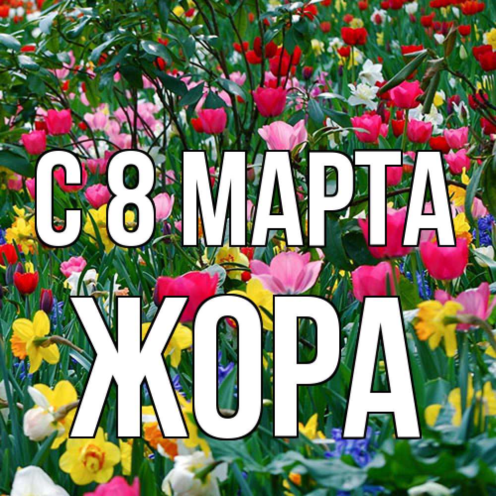 Открытка на каждый день с именем, Жора C 8 МАРТА с международным женским днем поздравления для женщины Прикольная открытка с пожеланием онлайн скачать бесплатно 