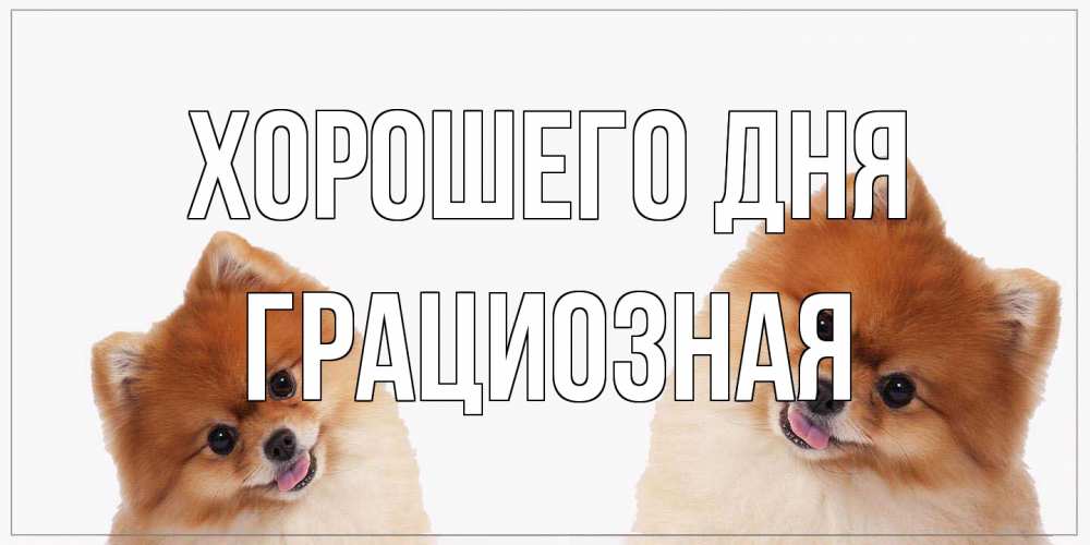 Открытка на каждый день с именем, грациозная Хорошего дня собачки желают прекрасного дня Прикольная открытка с пожеланием онлайн скачать бесплатно 
