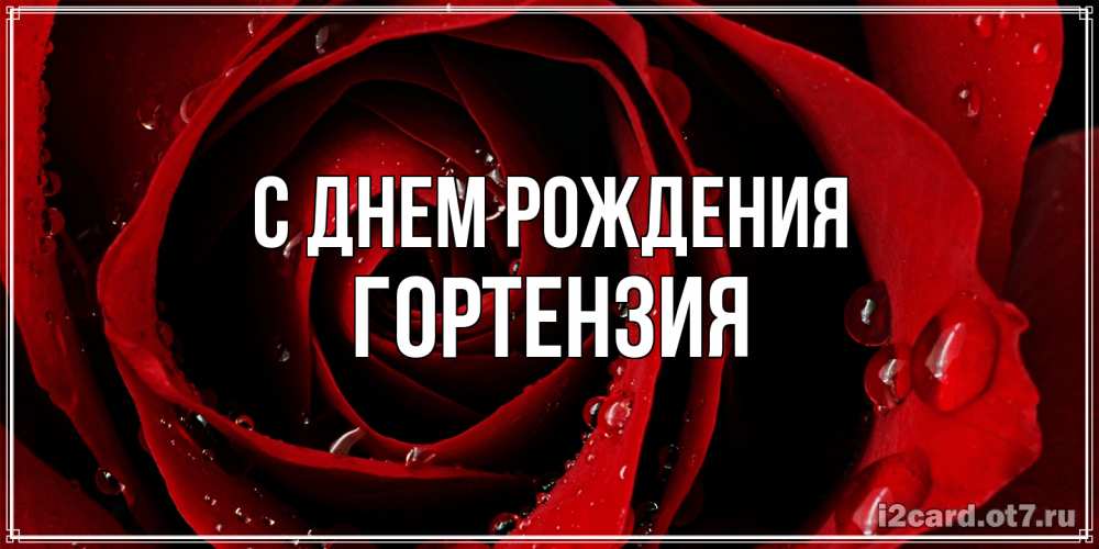 Открытка на каждый день с именем, Гортензия С днем рождения крупная бордовая роза Прикольная открытка с пожеланием онлайн скачать бесплатно 