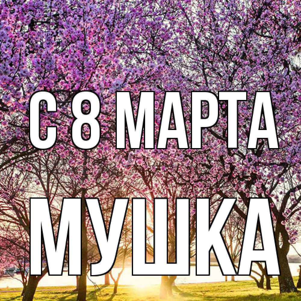 Открытка на каждый день с именем, мушка C 8 МАРТА международный женский день Прикольная открытка с пожеланием онлайн скачать бесплатно 